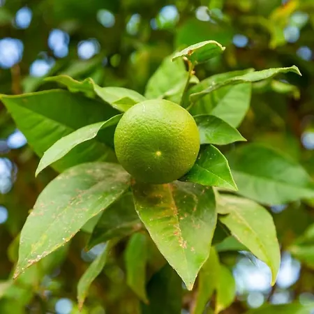 Apartman Bright & Spacious With Orange Tree Patio, By Timecooler